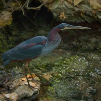 Agami Heron